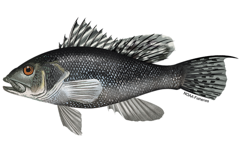 640x427-Black-Sea-Bass-NOAAFisheries.png