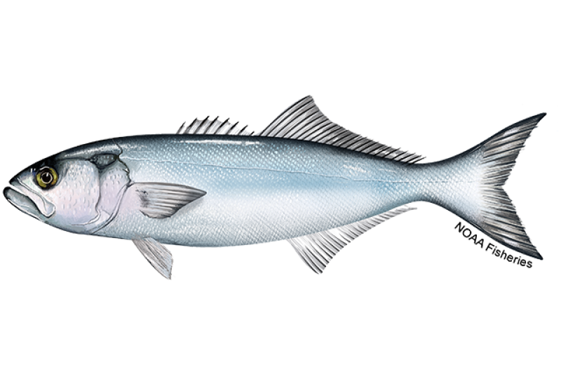 640x427-Bluefish-NOAAFisheries.png