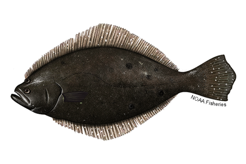 640x427-Flounder-Summer-NOAAFisheries.png